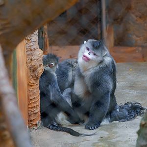 Yunnan snub-nosed monkey
