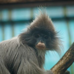 Indochinese gray langur