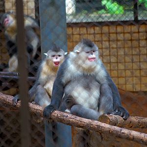 Yunnan snub-nosed monkey