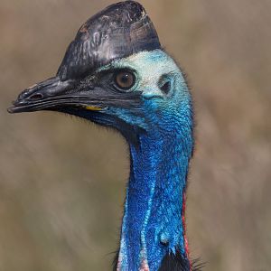 Johnson's Cassowary / Hamerton / 11-7-19