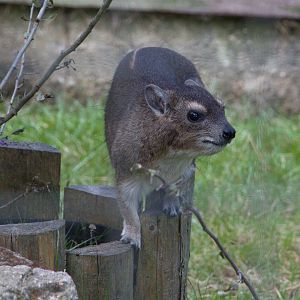 Bruce's Yellow-spotted Hyrax / Hamerton / 11-7-19