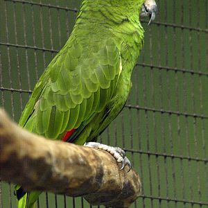 Yellow-crowned Amazon