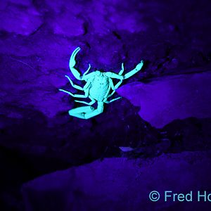 bark scorpion (wild)