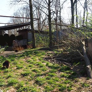 Raccoon and striped skunk exhibit, 2019-03-30