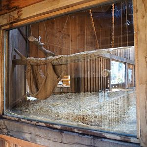 View into raccoon and striped skunk den, 2019-03-30