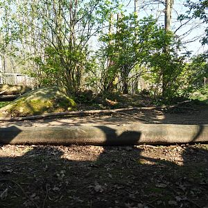 Eurasian wolf exhibit, 2019-03-30