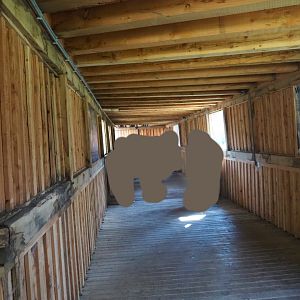 Eurasian wolf exhibit viewing tunnel, 2019-03-30