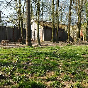 Eurasian wolf exhibit and holding building, 2019-03-30
