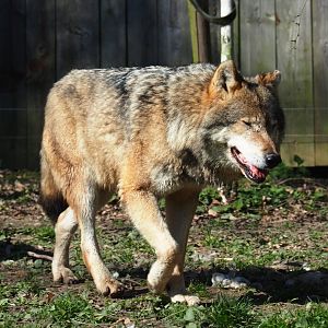 Eurasian wolf (Canis lupus lupus), 2019-03-30