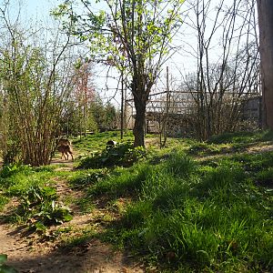 Eurasian wolf exhibit, 2019-03-30