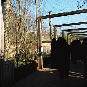 Pathway underneath the Eurasian eagle owl - Raven - Black stork aviary, 2019-03-30