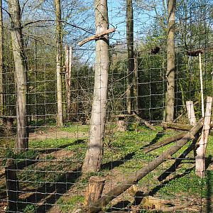 Eurasian eagle owl - Raven - Black stork aviary, 2019-03-30