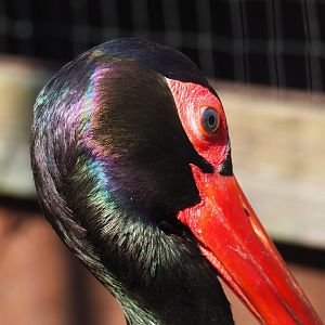 Black stork (Ciconia nigra), 2019-03-30