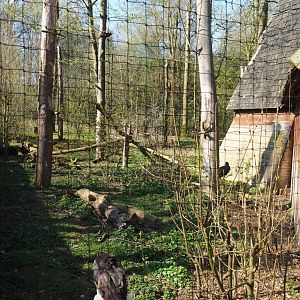 Eurasian eagle owl - Raven - Black stork aviary, 2019-03-30