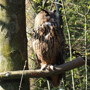 Eurasian eagle owl (Bubo bubo bubo), 2019-03-30