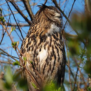 Eurasian eagle owl (Bubo bubo bubo), 2019-03-30
