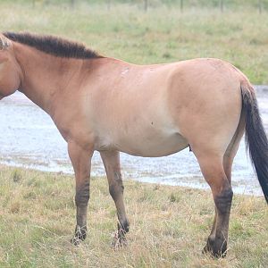 Przewalski's horse; Whipsnade; 13th July 2019