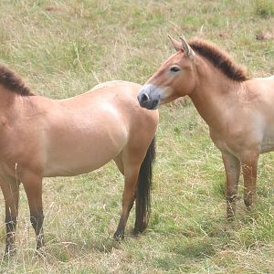 Przewalski's horses; Whipsnade; 13th July 2019