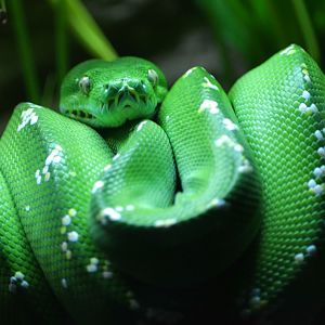 Emerald Tree Boa