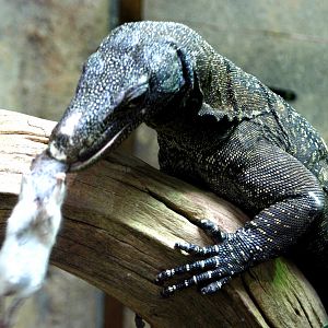 Crocodile Monitor Feeding