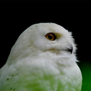Snowy Owl