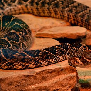 Eastern Diamondback Rattle snake