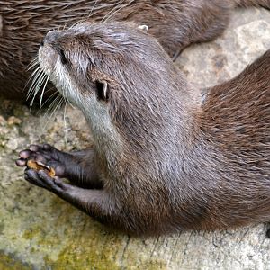 asian short clawed otter