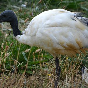 Sacred Ibis