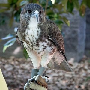 Hawaiian hawk