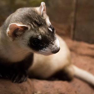 Black-footed ferret