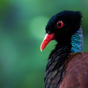 Green-naped pheasant-pigeon