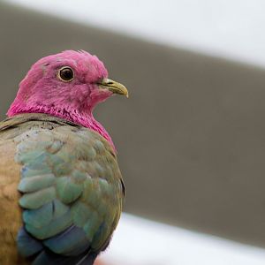 Pink-headed fruit dove