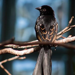 Red-collared widowbird