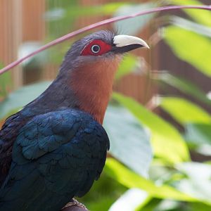 Chestnut-breasted malkoha