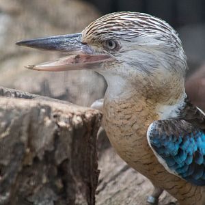 Blue-winged kookaburra