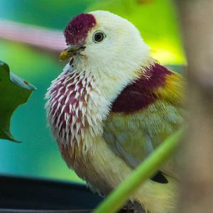 Many-colored fruit dove