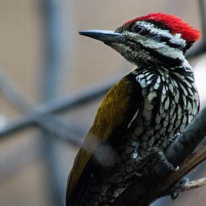 Lesser golden-backed woodpecker