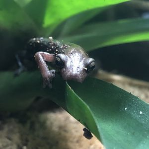 Conant's mushroom tongue salamander