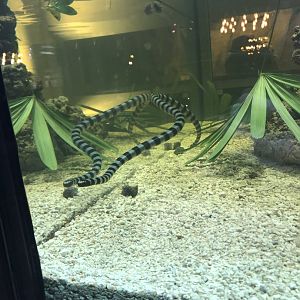 Sea krait