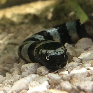 Sea krait