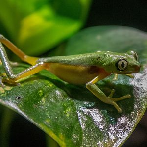 Lemur leaf frog