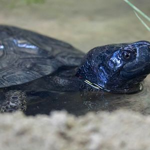 Aquatic box turtle