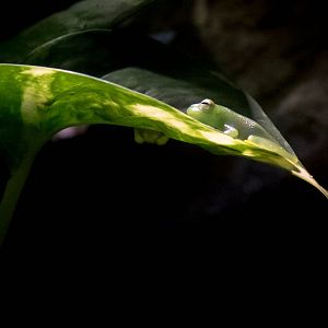 Granulated glass frog