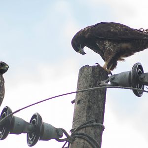 Galápagos hawk