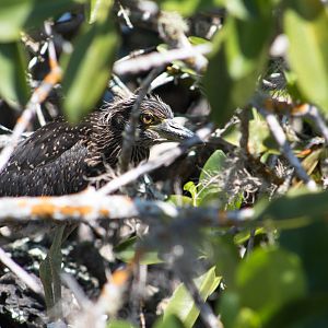 Juvenile yellow-crowned night heron