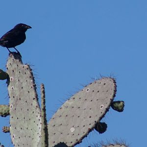 Common cactus finch