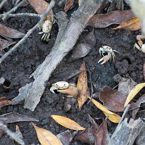 Galápagos fiddler crab