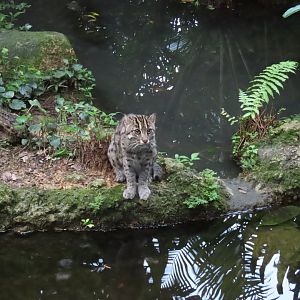 Fishing cat