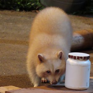 White raccoon