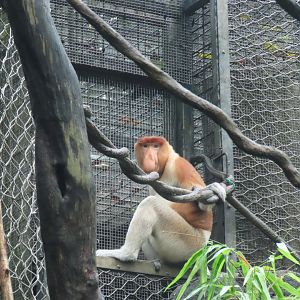 Proboscics monkey